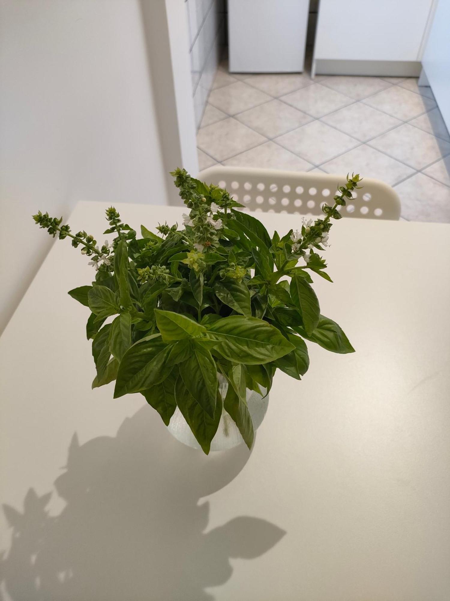 דירות קסטלמרה די סטביה Lilla Housing מראה חיצוני תמונה
